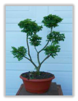 ikea fejka bonsai IKEA FEJKA Artificial potted plant, in/outdoor bamboo, 23 cm – ChazeKart main image 1