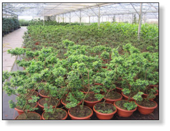 hibiscus tiliaceus bonsai Hibiscus Tiliaceus Sapling Live Plant for Bonsai Training –  GreenParadiseLive main image 1